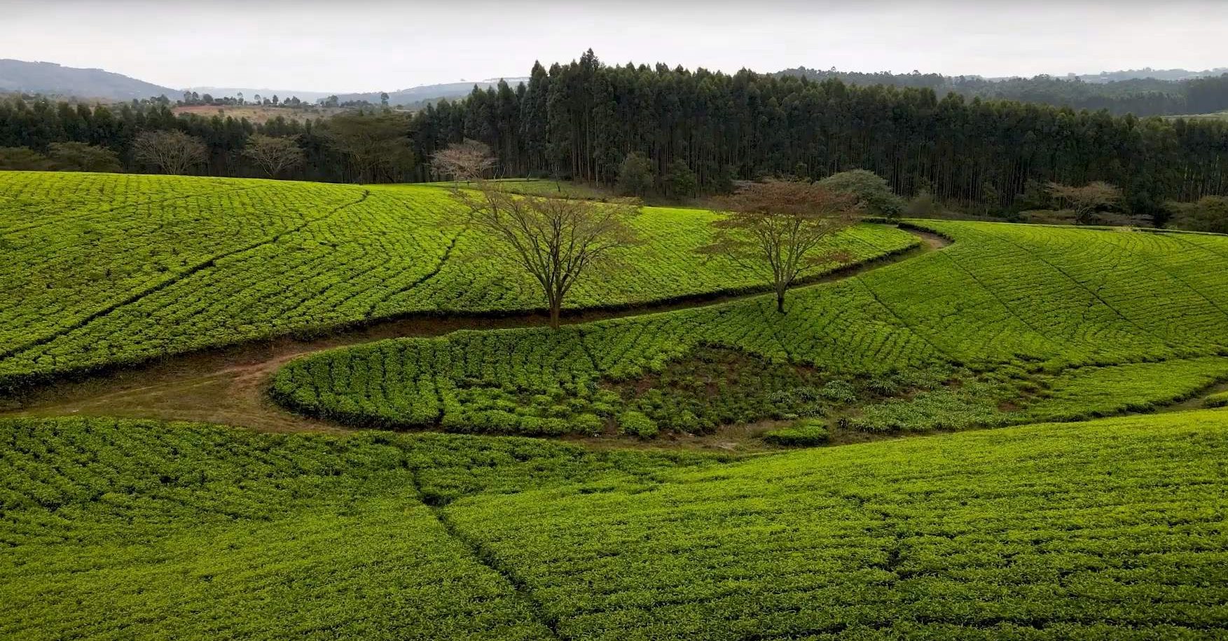 Eastern Produce Kenya affirms Kshs 260 million investment commitments to quality Tea production and proactive Climate Action 