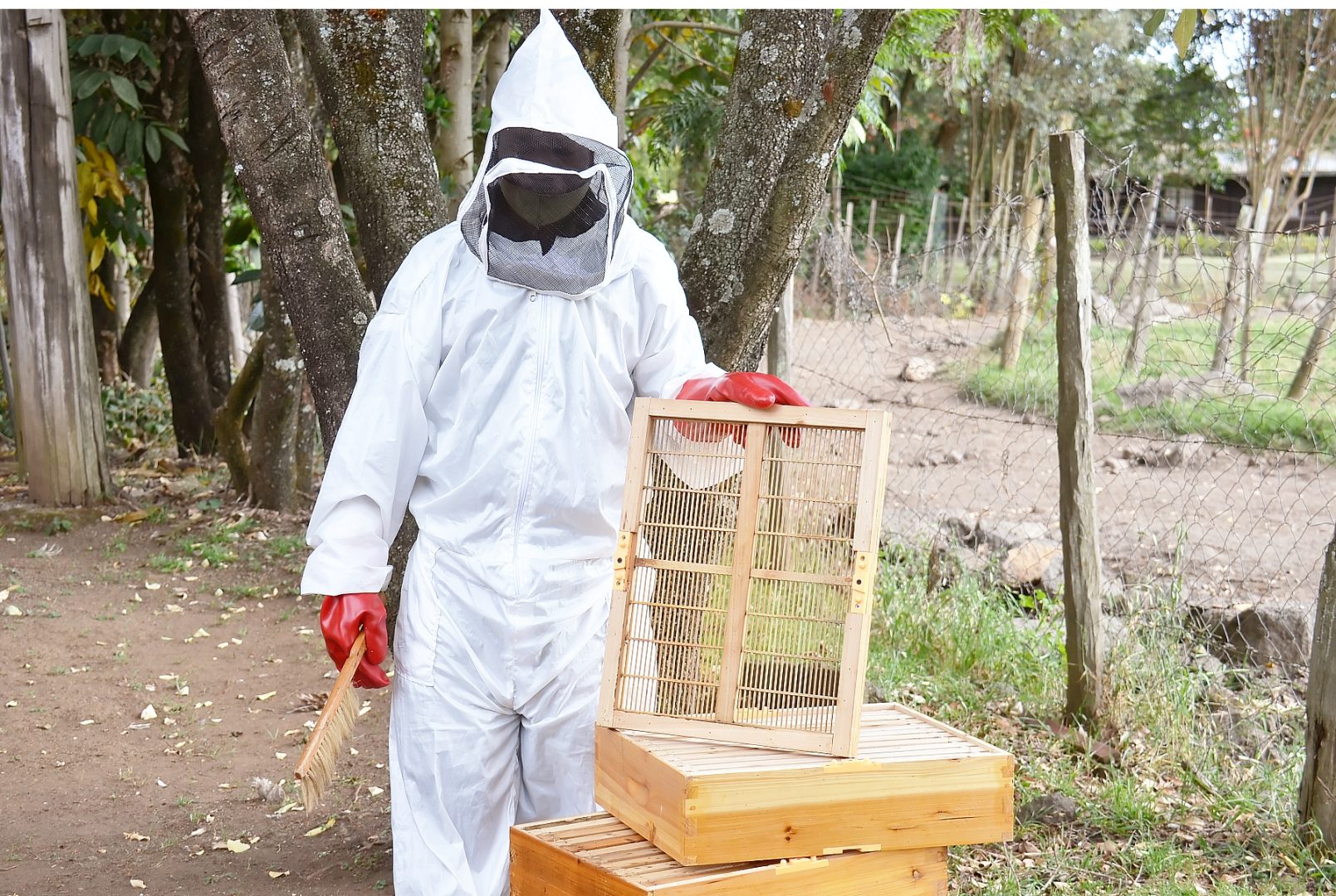 Beekeeping Venture: Couple winning in beekeeping venture they stumbled upon while farming coffee.