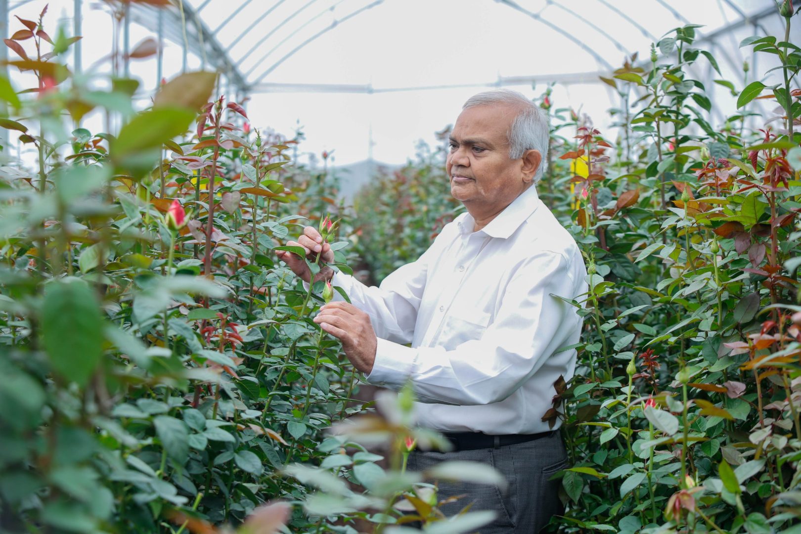 Chancing into the flower business turned into Bliss.