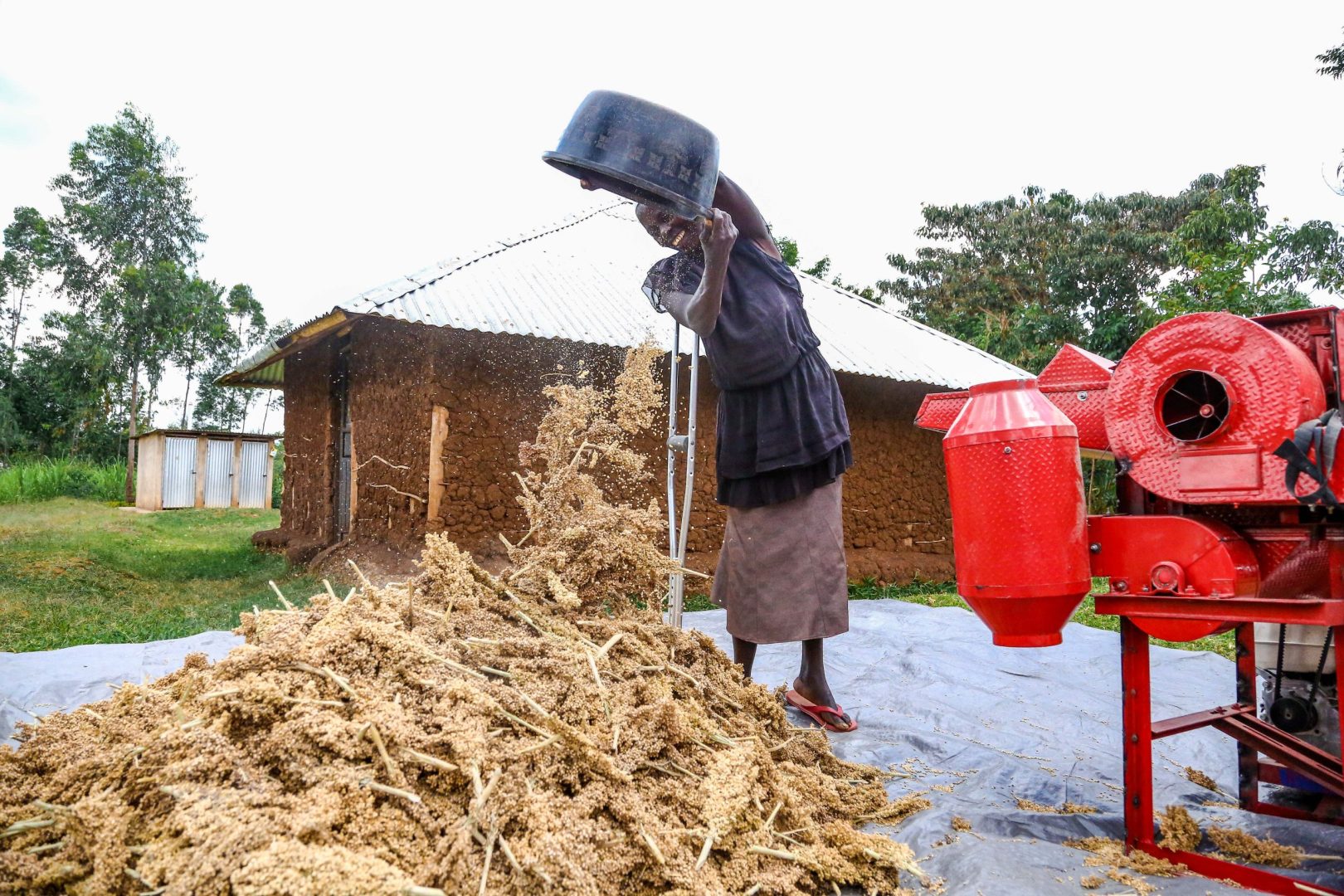 Revival of Sorghum farming changes fortunes for local farmers and PWDs