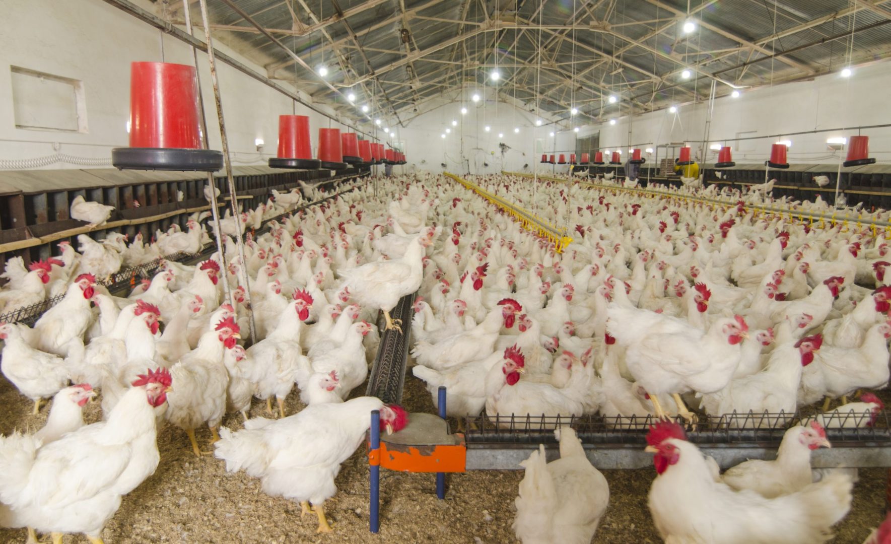 The growing business of meat