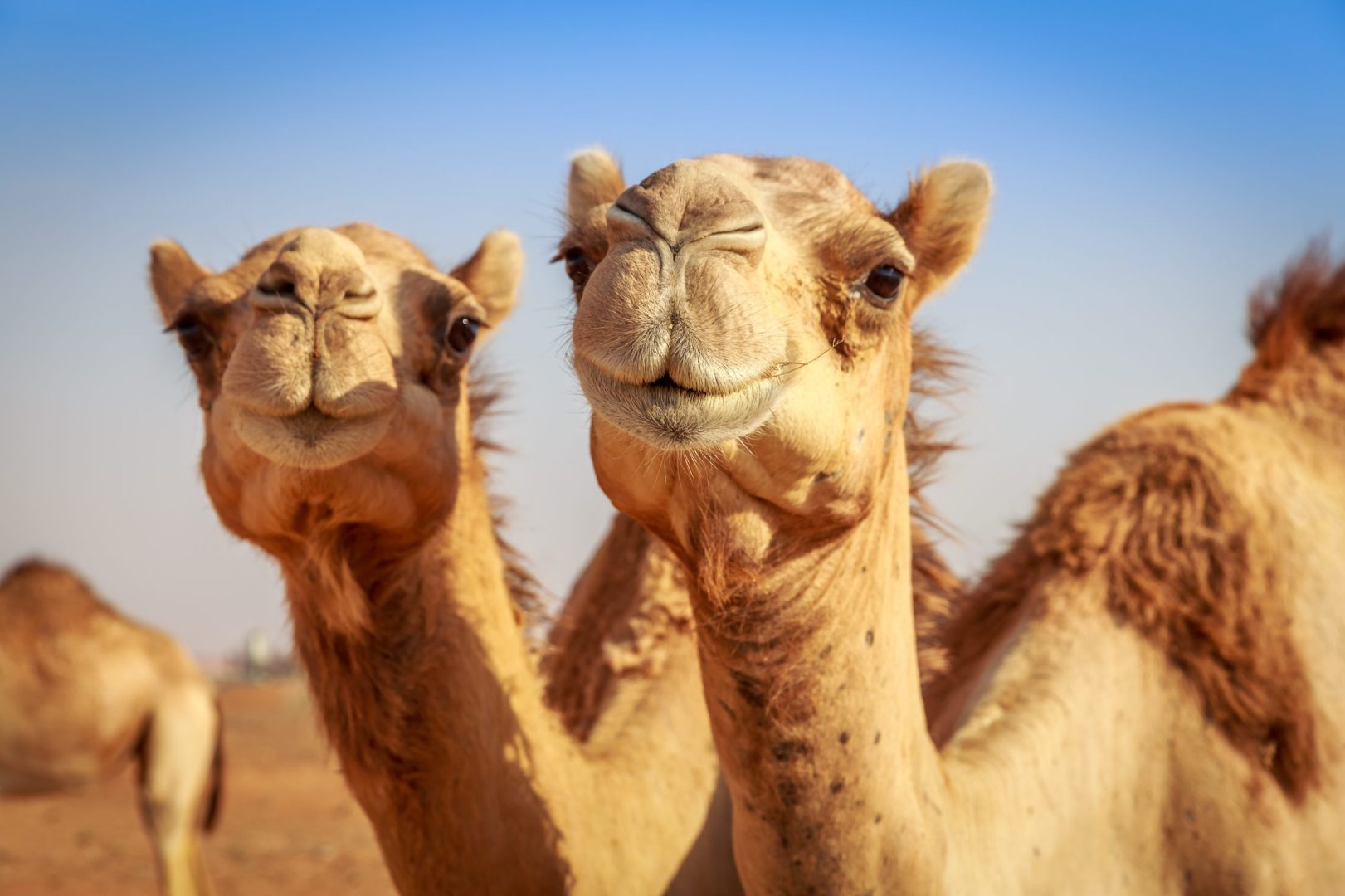 The unexploited gold mine in camel farming