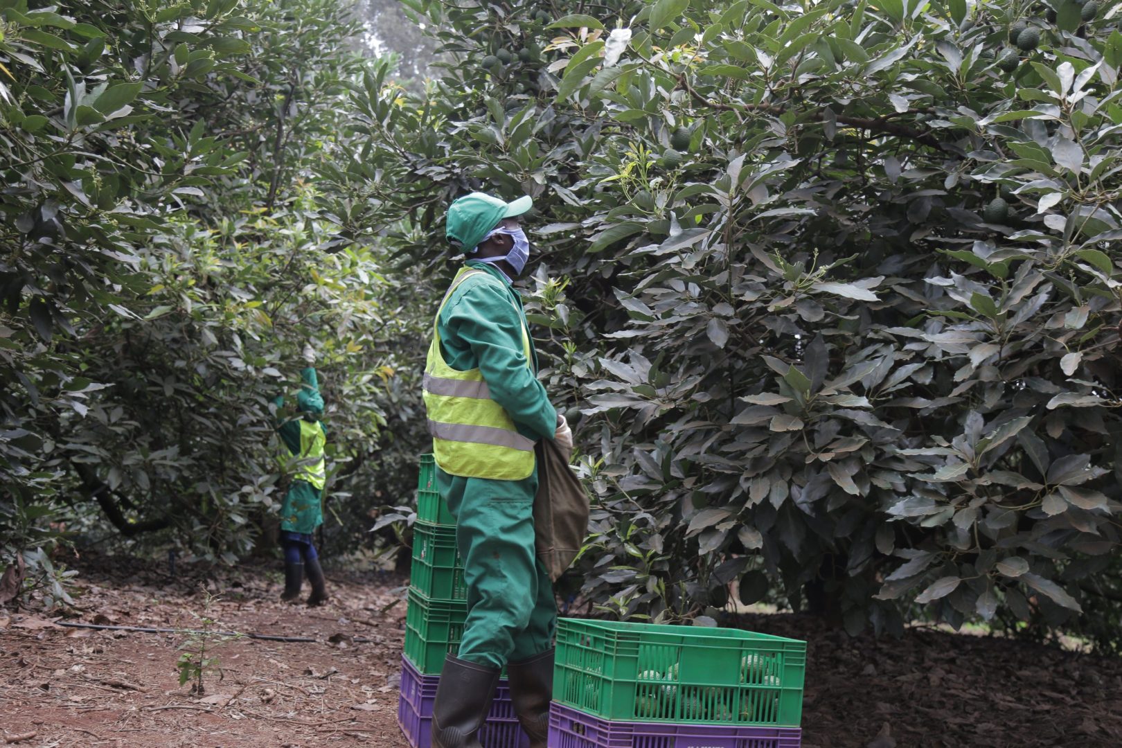 Kakuzi: Winning big in the global space through fruit farming
